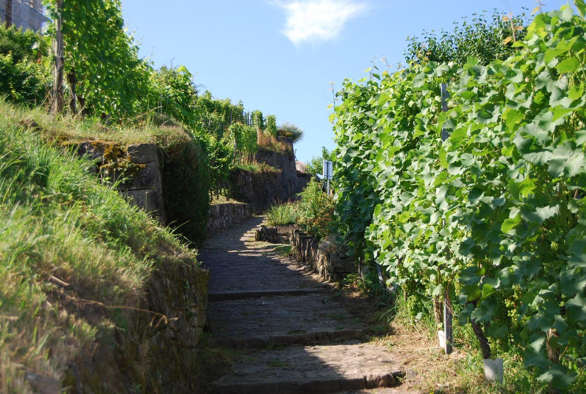 Unter Der Yburg Stetten Штеттен Экстерьер фото